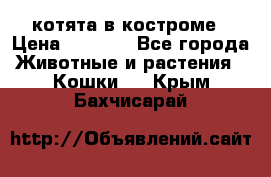 котята в костроме › Цена ­ 2 000 - Все города Животные и растения » Кошки   . Крым,Бахчисарай